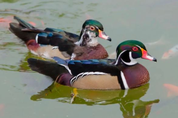 春季如何預(yù)防人感染禽流感？這份防護(hù)手冊(cè)請(qǐng)查收